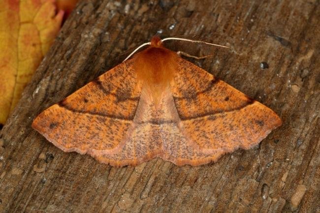 Feathered Thorn (Colotois pennaria), adult. Ouston, 28-10-2019. Copyright Verna Atkinson.