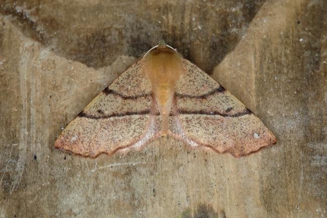 Feathered Thorn (Colotois pennaria), adult. Ouston, 11-10-2018. Copyright Verna Atkinson.