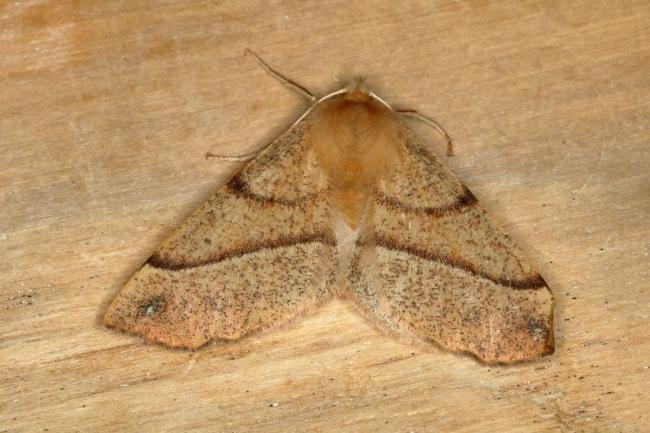 Feathered Thorn (Colotois pennaria), adult. Ouston, 02-11-2019. Copyright Verna Atkinson.