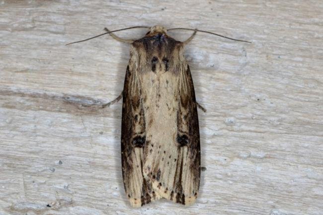 Flame (Axylia putris), adult. Ouston, 29-05-2016. Copyright Verna Atkinson.