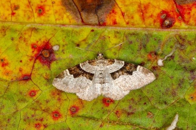 Flame Carpet (Xanthorhoe designata), adult. Ouston, 26-05-2023. Copyright Verna Atkinson.