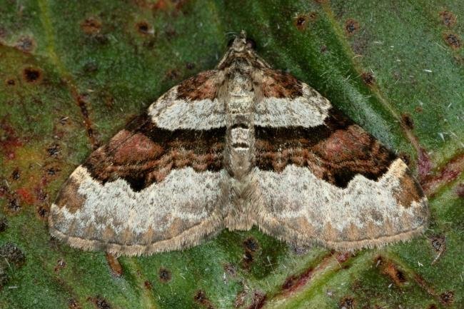 Flame Carpet (Xanthorhoe designata), adult. Ouston, 01-05-2019. Copyright Verna Atkinson.