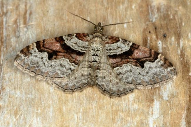 Flame Carpet (Xanthorhoe designata), adult. Ouston, 17-05-2020. Copyright Verna Atkinson.