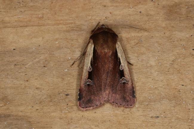 Flame Shoulder (Ochropleura plecta), adult. Ouston, 27-06-2022. Copyright Verna Atkinson.