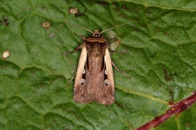 Flame Shoulder (Ochropleura plecta), adult. Ouston, 15-05-2018. Copyright Verna Atkinson.