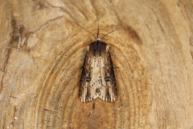 Flame (Axylia putris), adult. Ouston, 31-05-2023. Copyright Verna Atkinson.