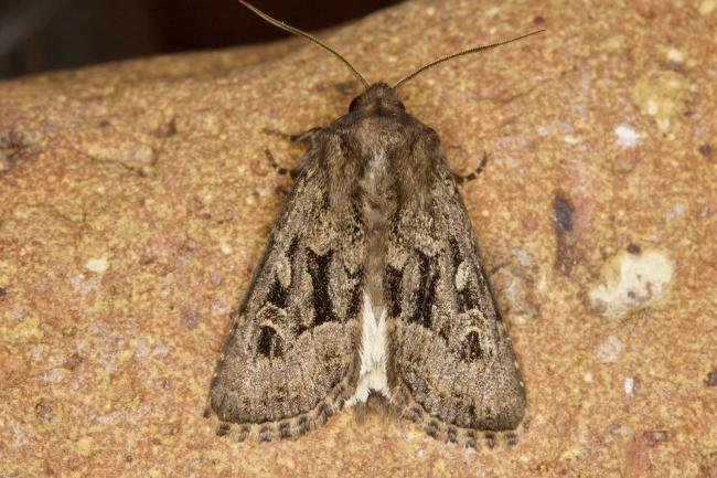 Flounced Rustic (Luperina testacea), adult. Ouston, 23-08-2021. Copyright Verna Atkinson.