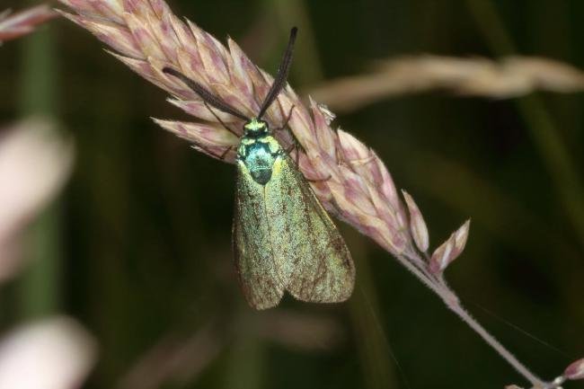 Forester (Adscita statices), adult. Burnwood Bridge, 26-06-2016. Copyright Verna Atkinson.