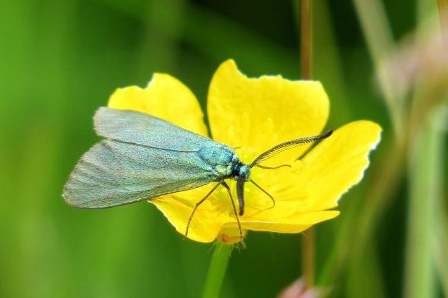 Forester (Adscita statices), adult. Burnwood Bridge, 26-06-2016. Copyright Verna Atkinson.