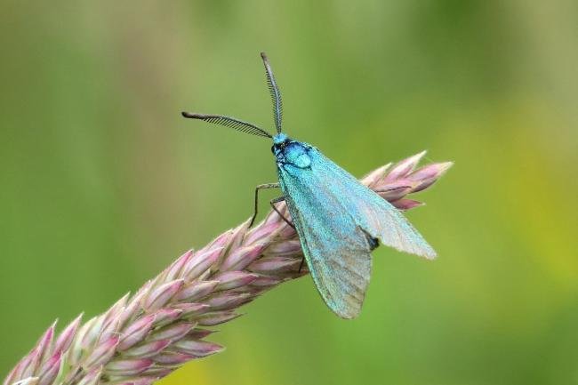 Forester (Adscita statices), adult. Burnwood Bridge, 26-06-2016. Copyright Verna Atkinson.