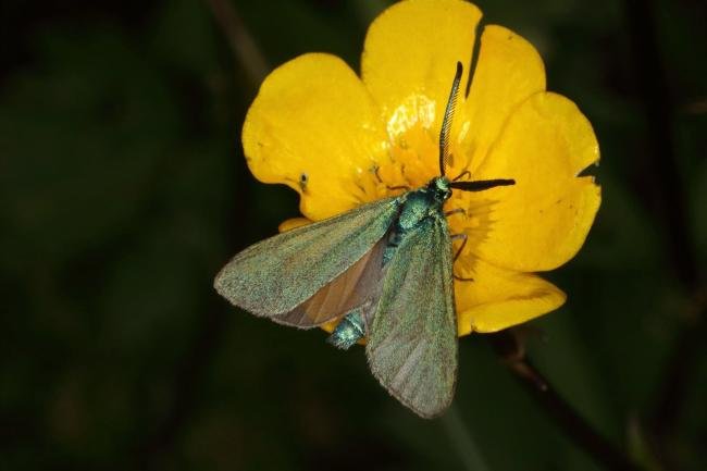 Forester (Adscita statices), adult. Burnwood Bridge, 26-06-2016. Copyright Verna Atkinson.