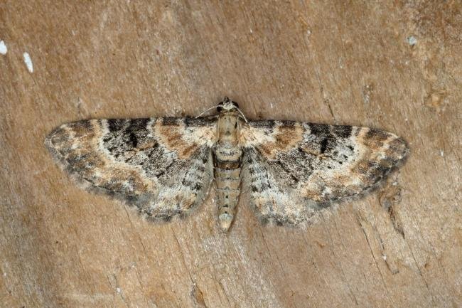 Foxglove Pug (Eupithecia pulchellata), adult. Ouston, 18-06-2020. Copyright Verna Atkinson.