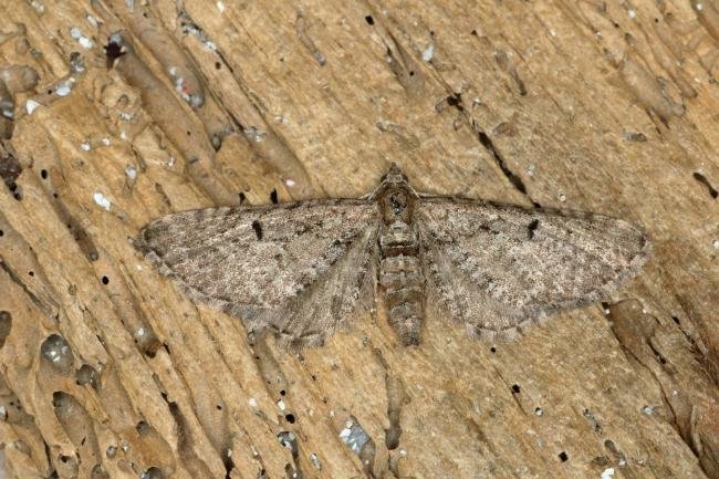 Freyer's Pug (Eupithecia intricata), adult. Ouston, 25-05-2020. Copyright Verna Atkinson.