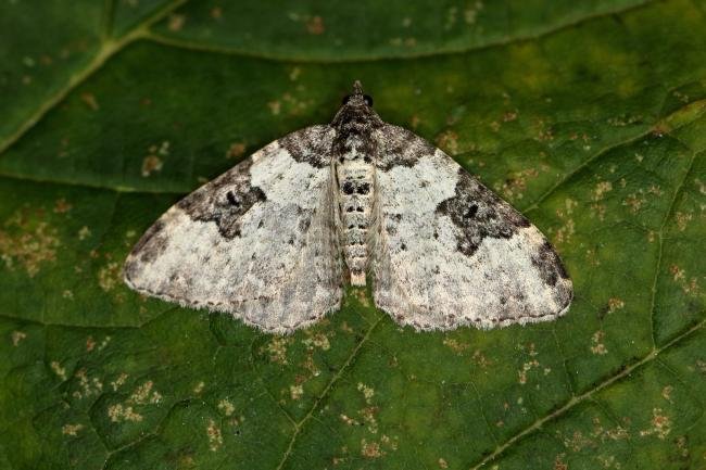 Garden Carpet (Xanthorhoe fluctuata), adult. Ouston, 15-10-2015. Copyright Verna Atkinson.