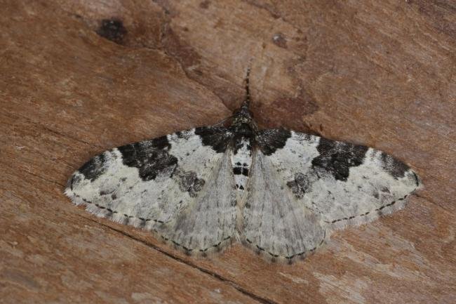 Garden Carpet (Xanthorhoe fluctuata), adult. Ouston, 17-05-2021. Copyright Verna Atkinson.