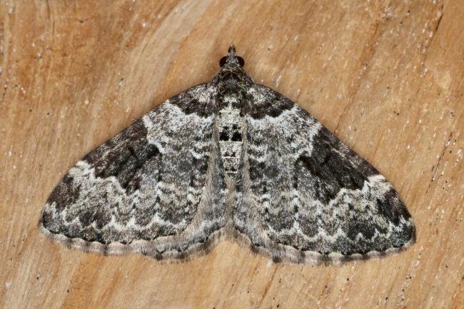 Garden Carpet (Xanthorhoe fluctuata), adult. Ouston, 26-05-2022. Copyright Verna Atkinson.