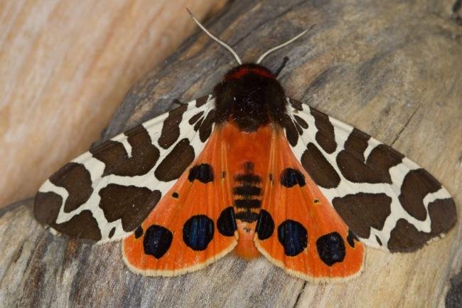 Garden Tiger (Arctia caja), adult. Ouston, 12-07-2021. Copyright Verna Atkinson.