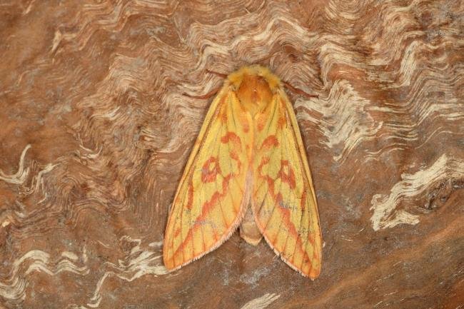 Ghost Moth (Hepialus humuli), adult, female. Ouston, 23-06-2019. Copyright Verna Atkinson.