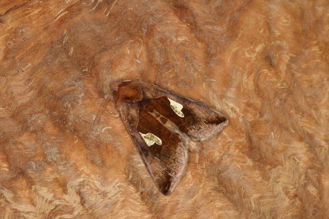 Gold Spangle (Autographa bractea), adult. Ouston, 30-06-2022. Copyright Verna Atkinson.