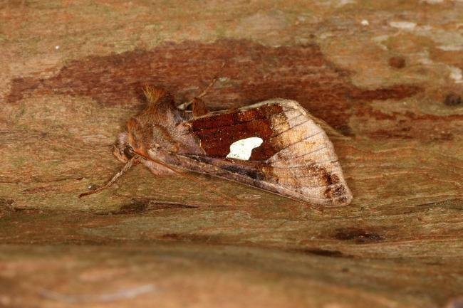 Gold Spangle (Autographa bractea), adult. Ouston, 04-08-2019. Copyright Verna Atkinson.