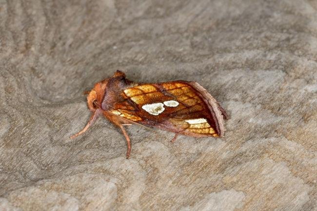 Gold Spot (Plusia festucae), adult. Ouston, 18-05-2022. Copyright Verna Atkinson.