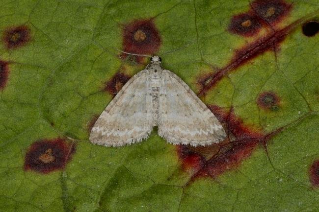 Grass Rivulet (Perizoma albulata), adult. Ouston, 25-05-2023. Copyright Verna Atkinson.