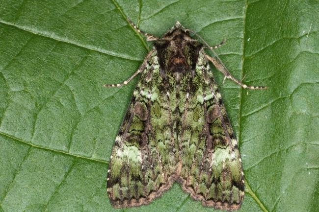 Green Arches (Anaplectoides prasina), adult. Ouston, 28-06-2016. Copyright Verna Atkinson.