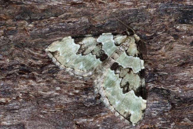 Green Carpet (Colostygia pectinataria), adult. Ouston, 06-10-2015. Copyright Verna Atkinson.