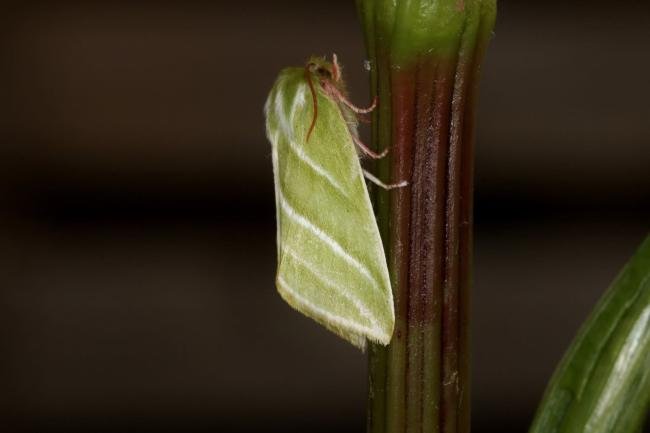 Green Silver-lines (Pseudoips prasinana), adult. Ouston, 22-05-2022. Copyright Verna Atkinson.