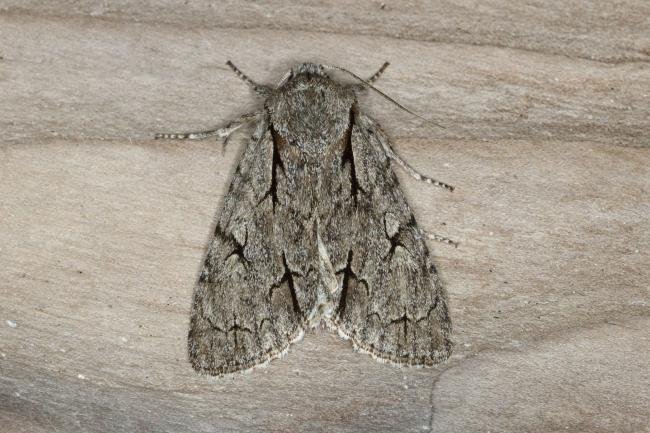 Dark Dagger / Grey Dagger (Acronicta tridens/psi), adult. Ouston, 07-06-2017. Copyright Verna Atkinson.