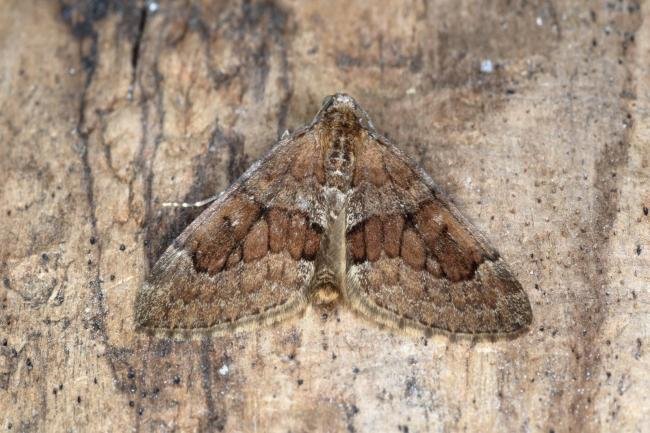 Grey Pine Carpet (Thera obeliscata), adult. Ouston, 21-04-2017. Copyright Verna Atkinson.