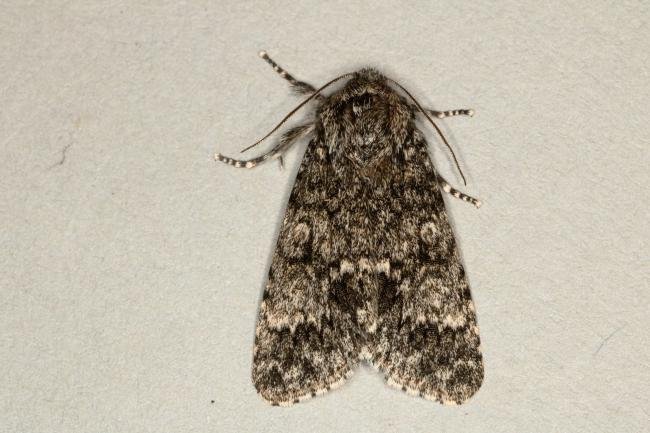 Poplar Grey (Subacronicta megacephala), adult. Ouston, 09-07-2019. Copyright Verna Atkinson.