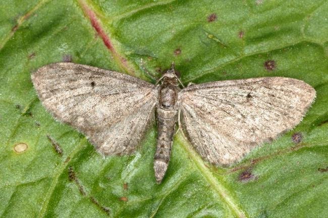 Grey Pug (Eupithecia subfuscata), adult. Ouston, 07-06-2016. Copyright Verna Atkinson.