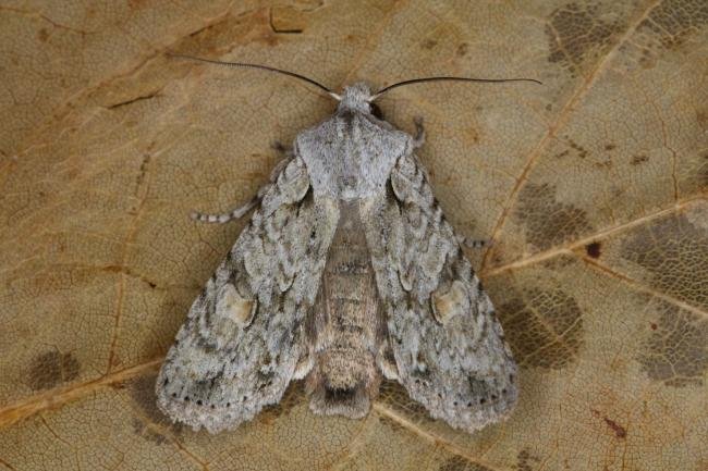 Grey Shoulder-knot (Lithophane ornitopus), adult. Ouston, 20-10-2021. Copyright Verna Atkinson.