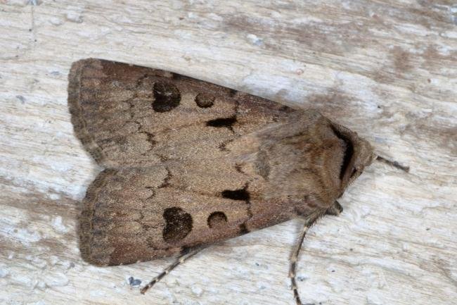 Heart and Dart (Agrotis exclamationis), adult. Ouston, 28-05-2016. Copyright Verna Atkinson.