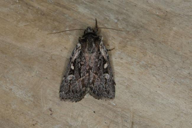 Heath Rustic (Xestia agathina), adult. Ouston, 31-08-2018. Copyright Verna Atkinson.