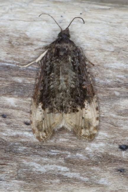 Plum Tortrix (Hedya pruniana), adult. Ouston, 17-07-2016. Copyright Verna Atkinson.