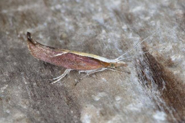 Honeysuckle Moth (Ypsolopha dentella), adult. Ouston, 02-08-2016. Copyright Verna Atkinson.