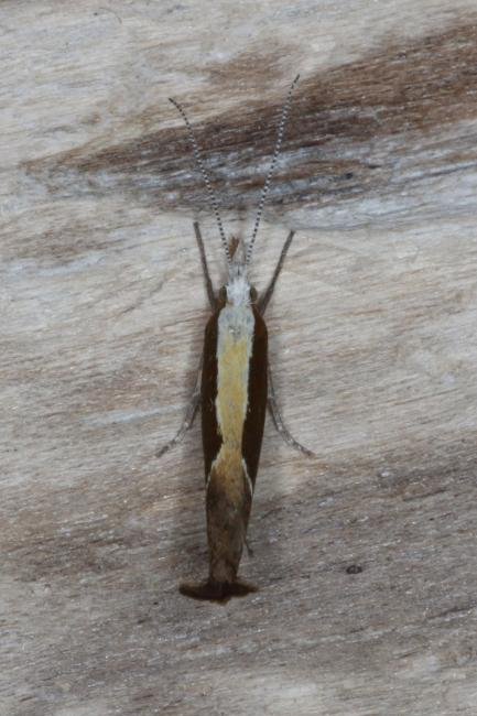 Honeysuckle Moth (Ypsolopha dentella), adult. Ouston, 02-08-2016. Copyright Verna Atkinson.