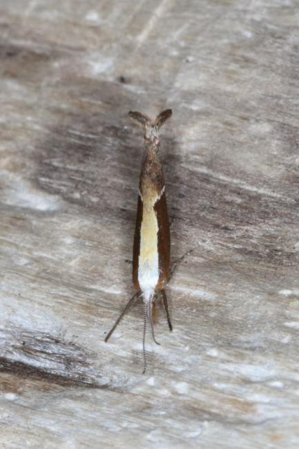 Honeysuckle Moth (Ypsolopha dentella), adult. Ouston, 02-08-2016. Copyright Verna Atkinson.