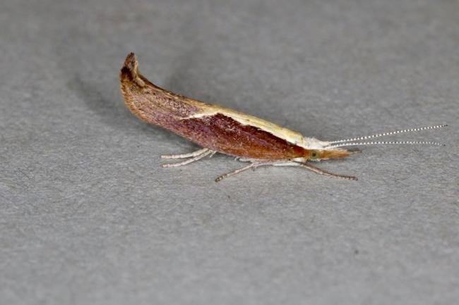 Honeysuckle Moth (Ypsolopha dentella), adult. Ouston, 16-07-2020. Copyright Verna Atkinson.