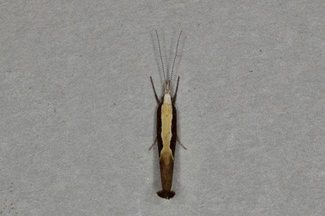 Honeysuckle Moth (Ypsolopha dentella), adult. Ouston, 16-07-2020. Copyright Verna Atkinson.