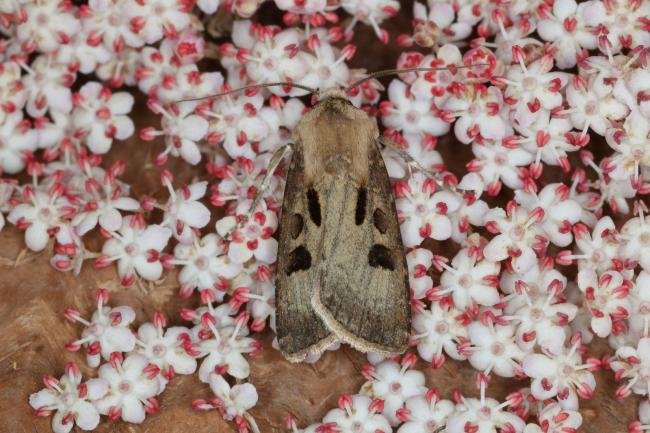 Heart and Dart (Agrotis exclamationis), adult. Ouston, 21-06-2019. Copyright Verna Atkinson.