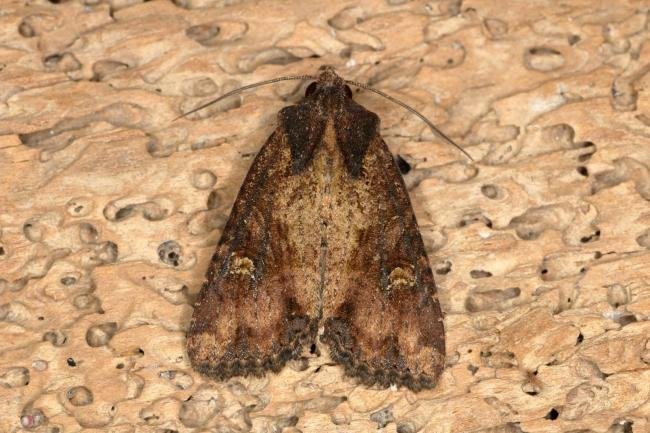 Common Rustic agg. (Mesapamea secalis agg.), adult. Ouston, 16-07-2019. Copyright Verna Atkinson.