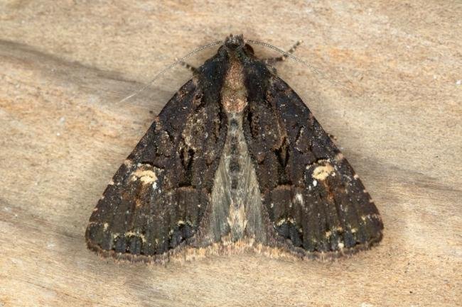 Common Rustic agg. (Mesapamea secalis agg.), adult. Ouston, 15-08-2019. Copyright Verna Atkinson.