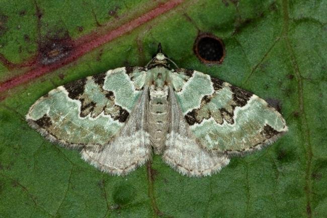 Green Carpet (Colostygia pectinataria), adult. Ouston, 13-09-2019. Copyright Verna Atkinson.