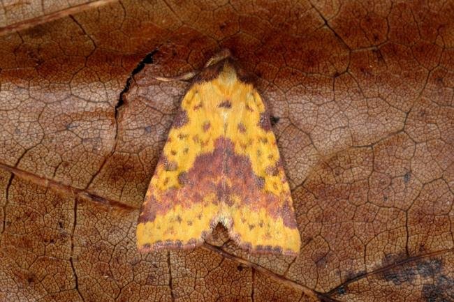 Pink-barred Sallow (Xanthia togata), adult. Ouston, 13-09-2019. Copyright Verna Atkinson.