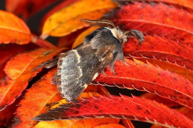 December Moth (Poecilocampa populi), adult. Ouston, 04-11-2019. Copyright Verna Atkinson.