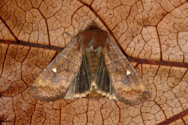 Satellite (Eupsilia transversa), adult. Ouston, 04-11-2019. Copyright Verna Atkinson.