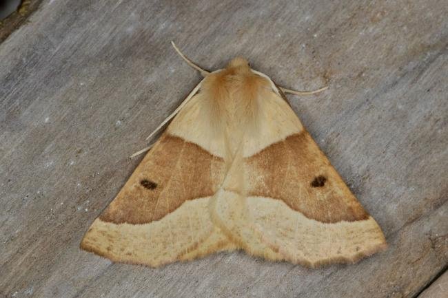 Scalloped Oak (Crocallis elinguaria), adult. Ouston, 10-07-2020. Copyright Verna Atkinson.